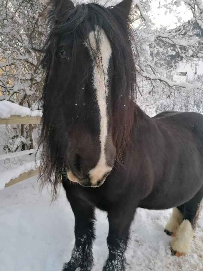 Au Pre Des Chevaux Acomodação com café da manhã Chateau-d'Oex Exterior foto