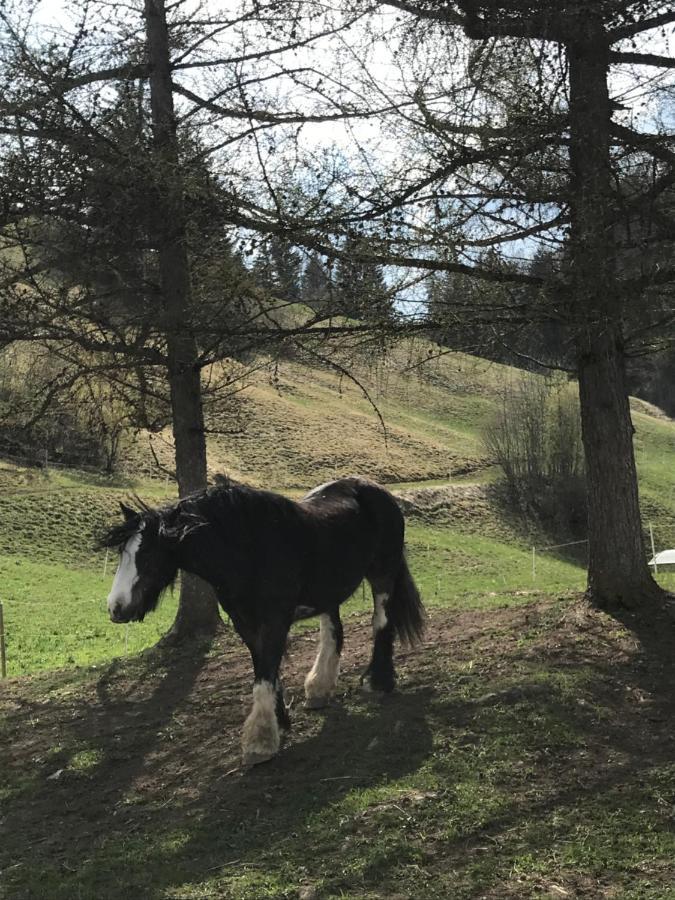 Au Pre Des Chevaux Acomodação com café da manhã Chateau-d'Oex Exterior foto